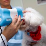 imagem do albert(poodle) sendo examinado na clinica visãovet