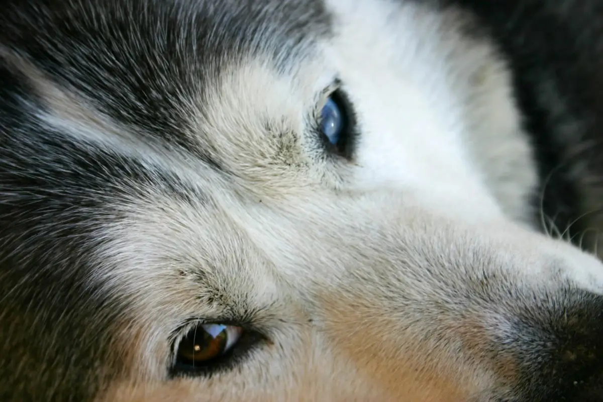 Cachorro com olho branco